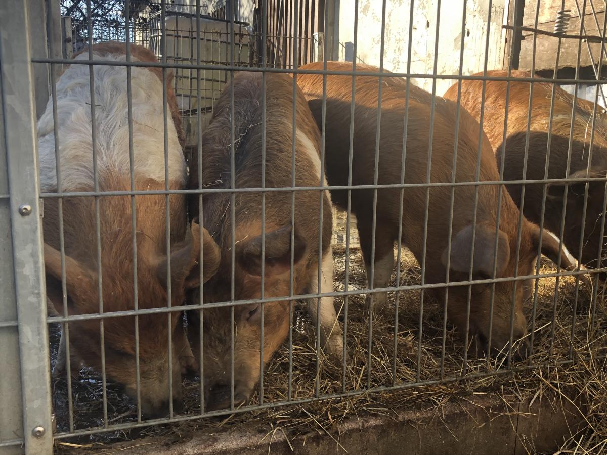 Rotbunte Husumer Schweine haben auf dem Biohof Frank ganzjährig Zugang zum Außengehege.