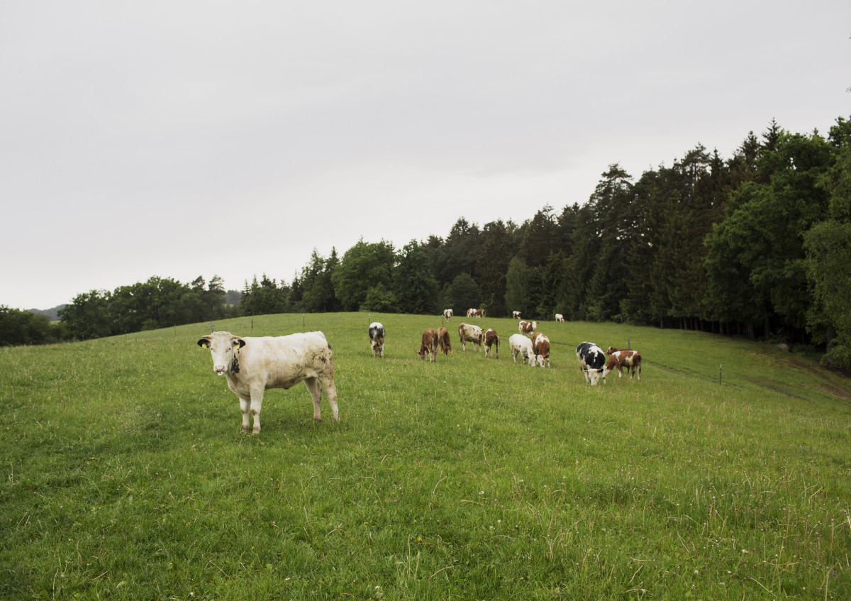 Bio-Jungrinder auf einer Weide im Landkreis Regensburg