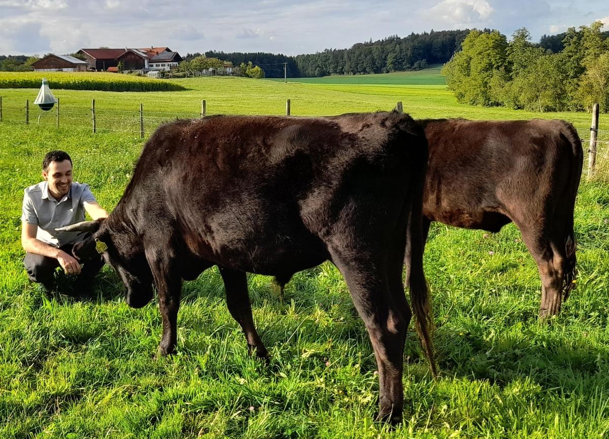 Biobauer Andreas Mayer mit einigen seiner Wagyu-Rindern