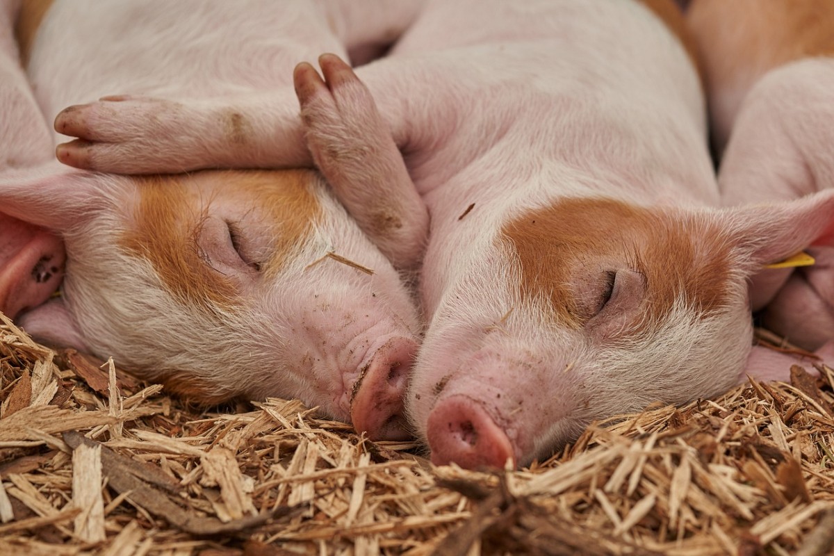 Schweinebabys im Stroh schlafend