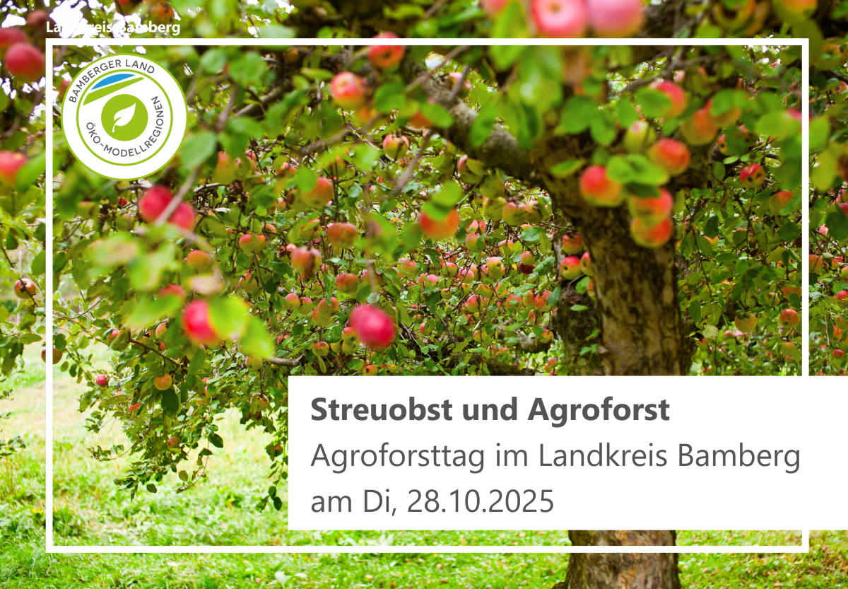 früchtetragender Apfebaum