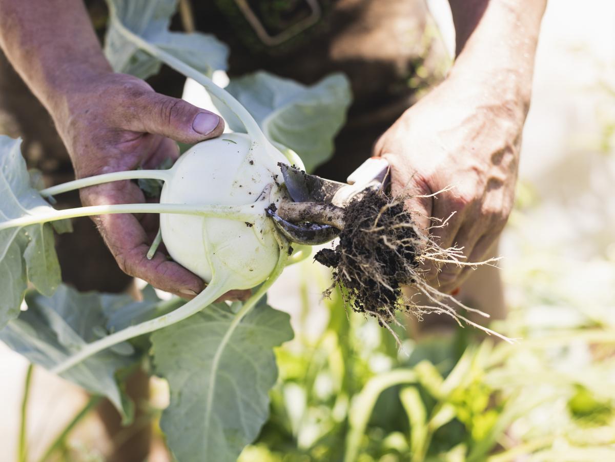 Kohlrabi von der Gärtnerei Sturm