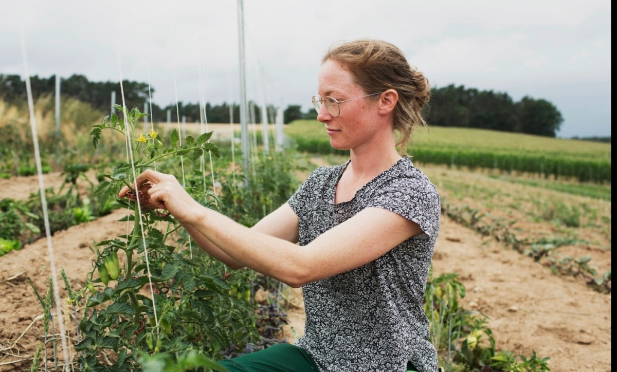 Sophie bindet die Tomaten hoch, welche künftig auch im Hofladen angeboten werden