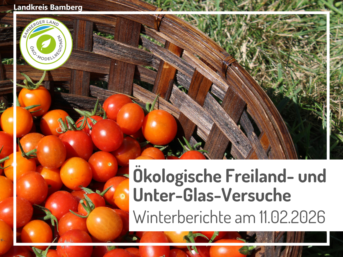 Tomaten in einem Holzkorb