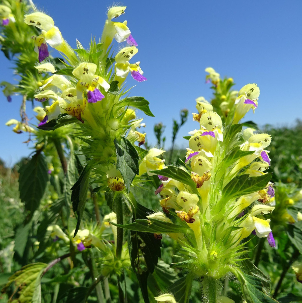 Galeopsis speciosa Mill.)