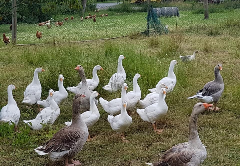 Gänse auf der Weide Biohof Eben