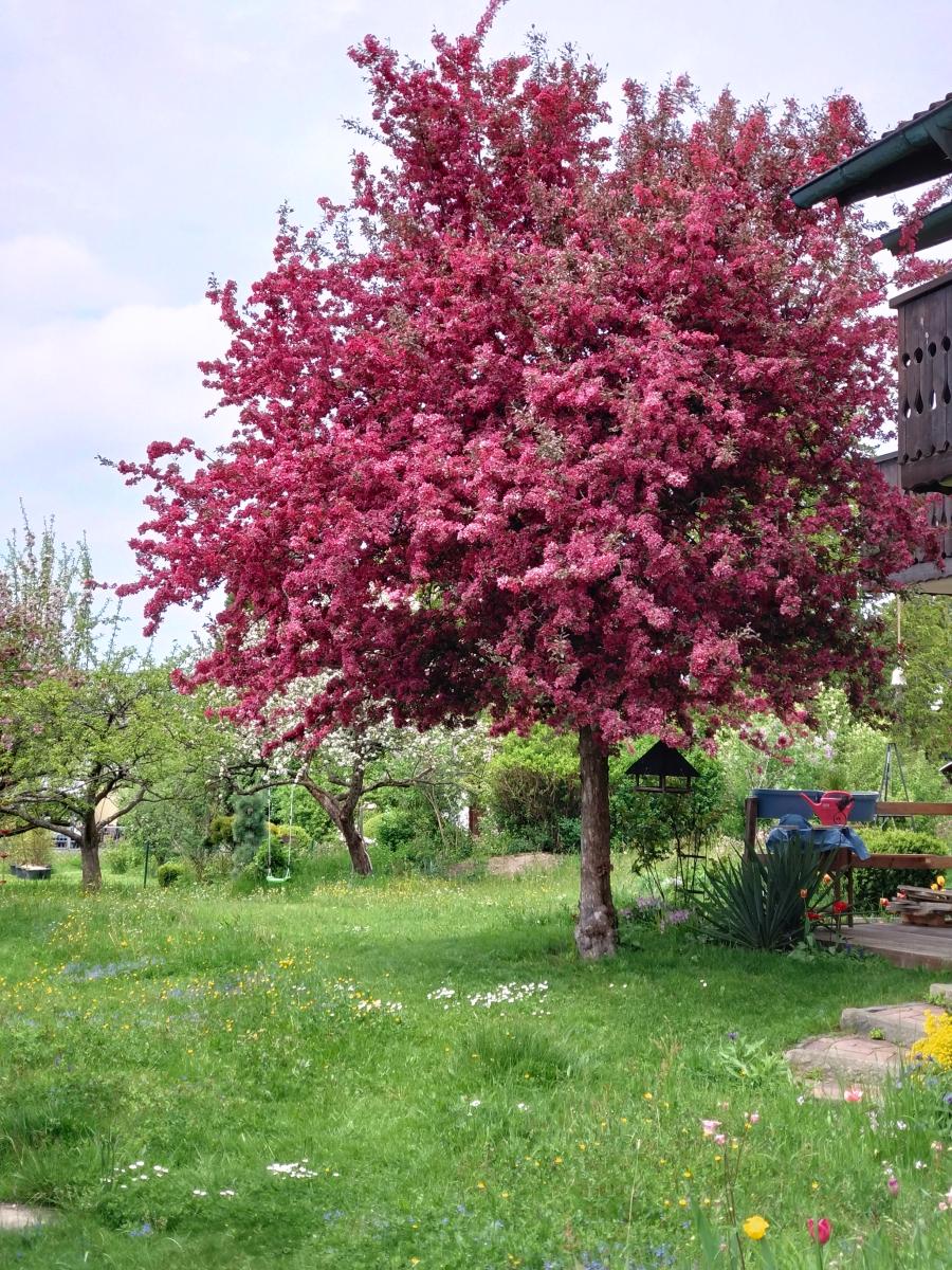 ein rot blühender Baum in einem Garten mit saftigen Gras darunter