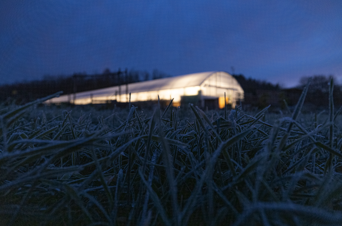 Das Foto zeigt ein Gewächshaus, das von Innen beleuchtet wird und im Vordergrund Gras mit Frost.