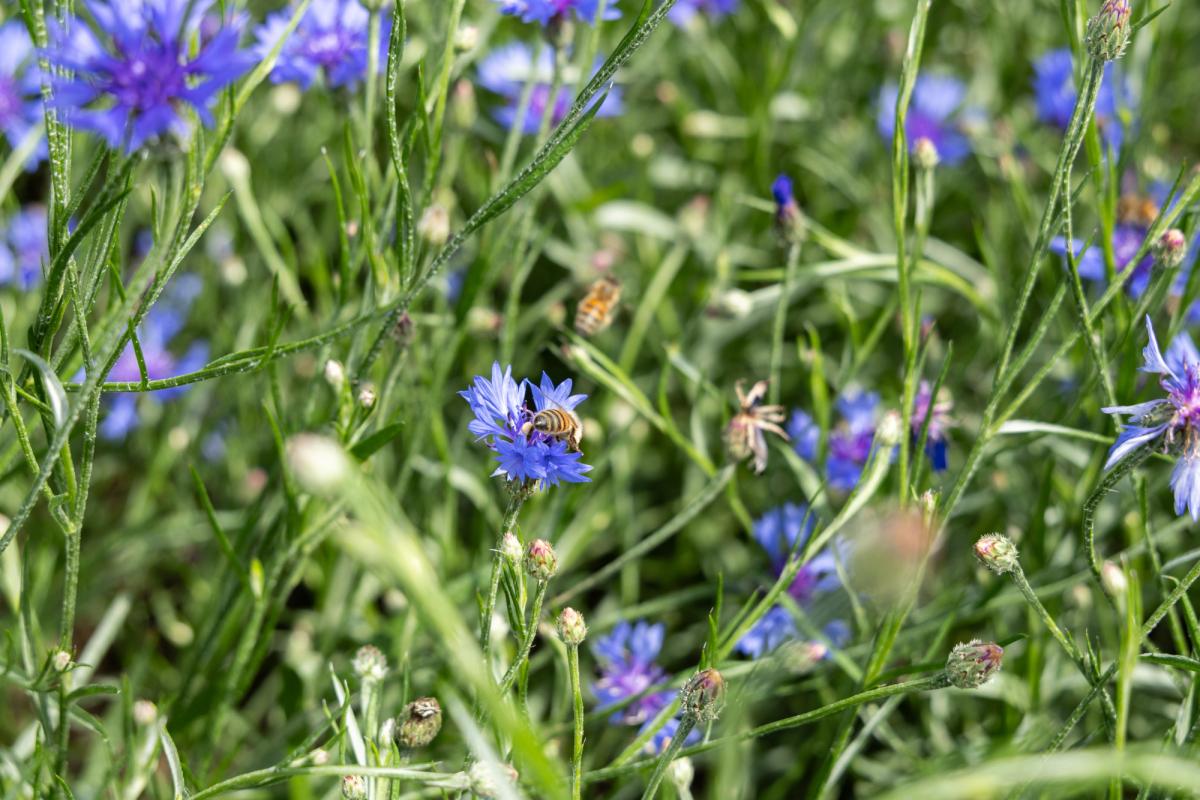 Bienen auf Kornblumen