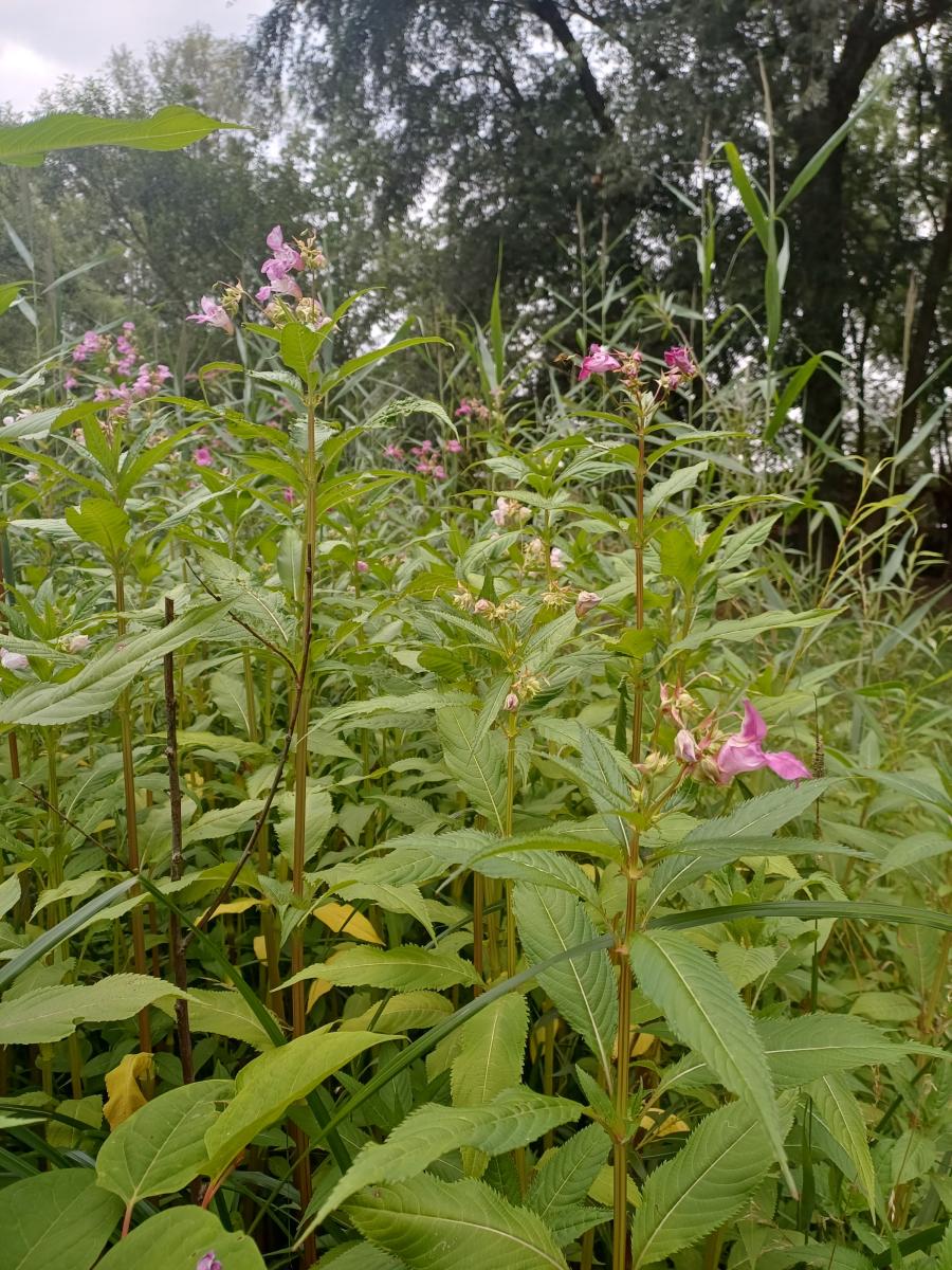 260724 Neophyt Indisches Springkraut