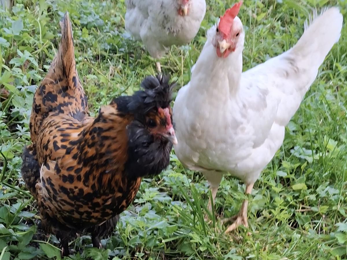 ein braunes Huhn und zwei weiße Hühner auf der Wiese