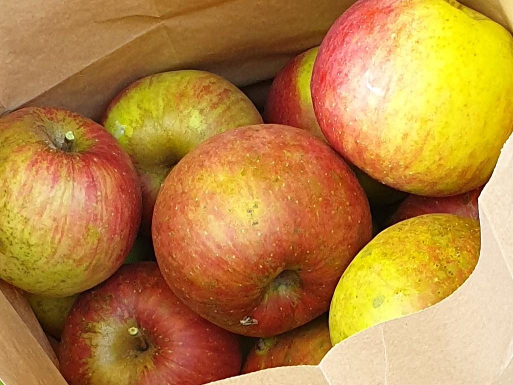 mehrere Äpfel (rot und gelb)