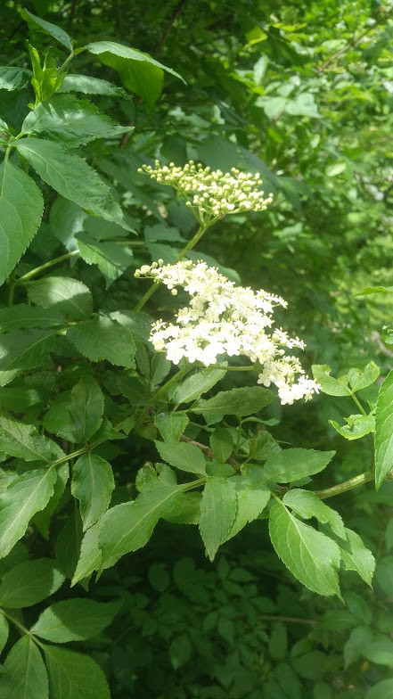 Hollerblüten, Brigitte Abels