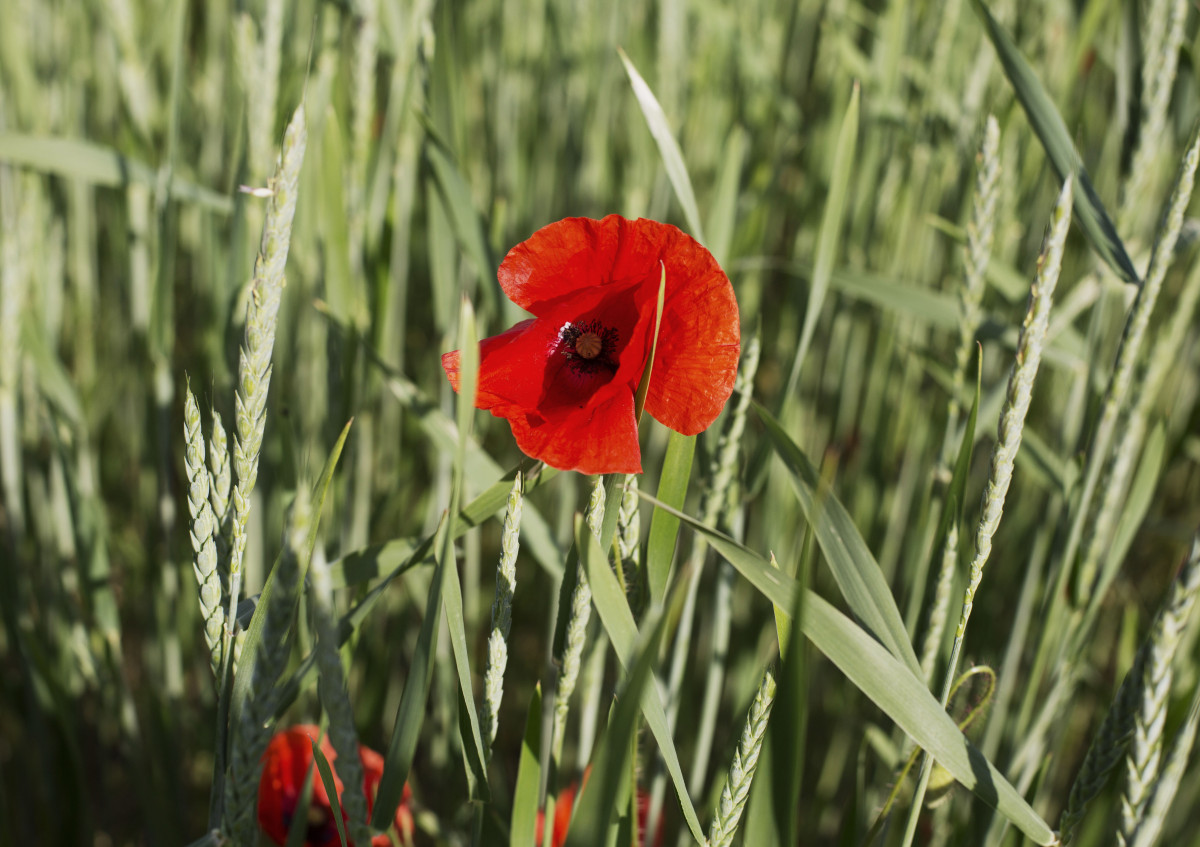 Das Foto zeigt eine Mohnblume in einem Getreidefeld.