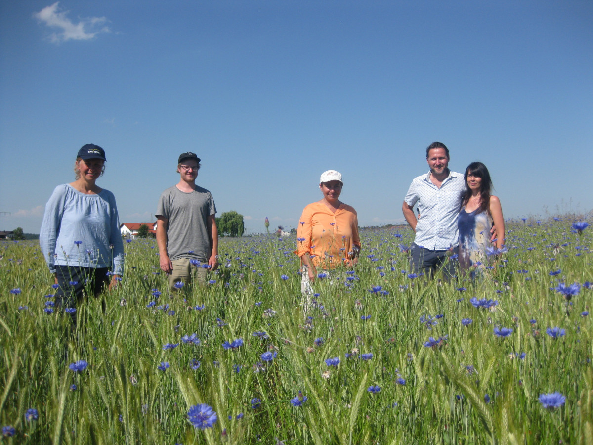 Der Acker ist übersät mit dem bestechenden Blau der Kornblume, weiter unten tummeln sich zwischen den weiten Saatreihen Frauenspiegel und Acker-Rittersporn.