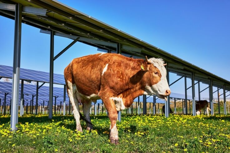 Kuh unter PV-Anlage auf der Wiese