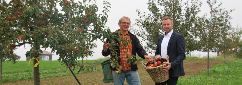 Ein gelbes Band am Apfelbaum heißt: Hier ist ernten erlaubt! Der Unterallgäuer Kreisfachberater Markus Orf (links) hat bereits Bäume markiert. Dies können auch Bürger und Gemeinden tun. Landrat Alex Eder hofft, dass sich viele an der Aktion beteiligen.