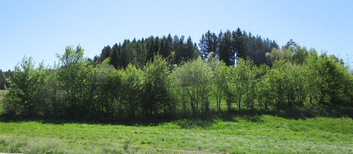 Wiese mit Hecke im Sonnenschein