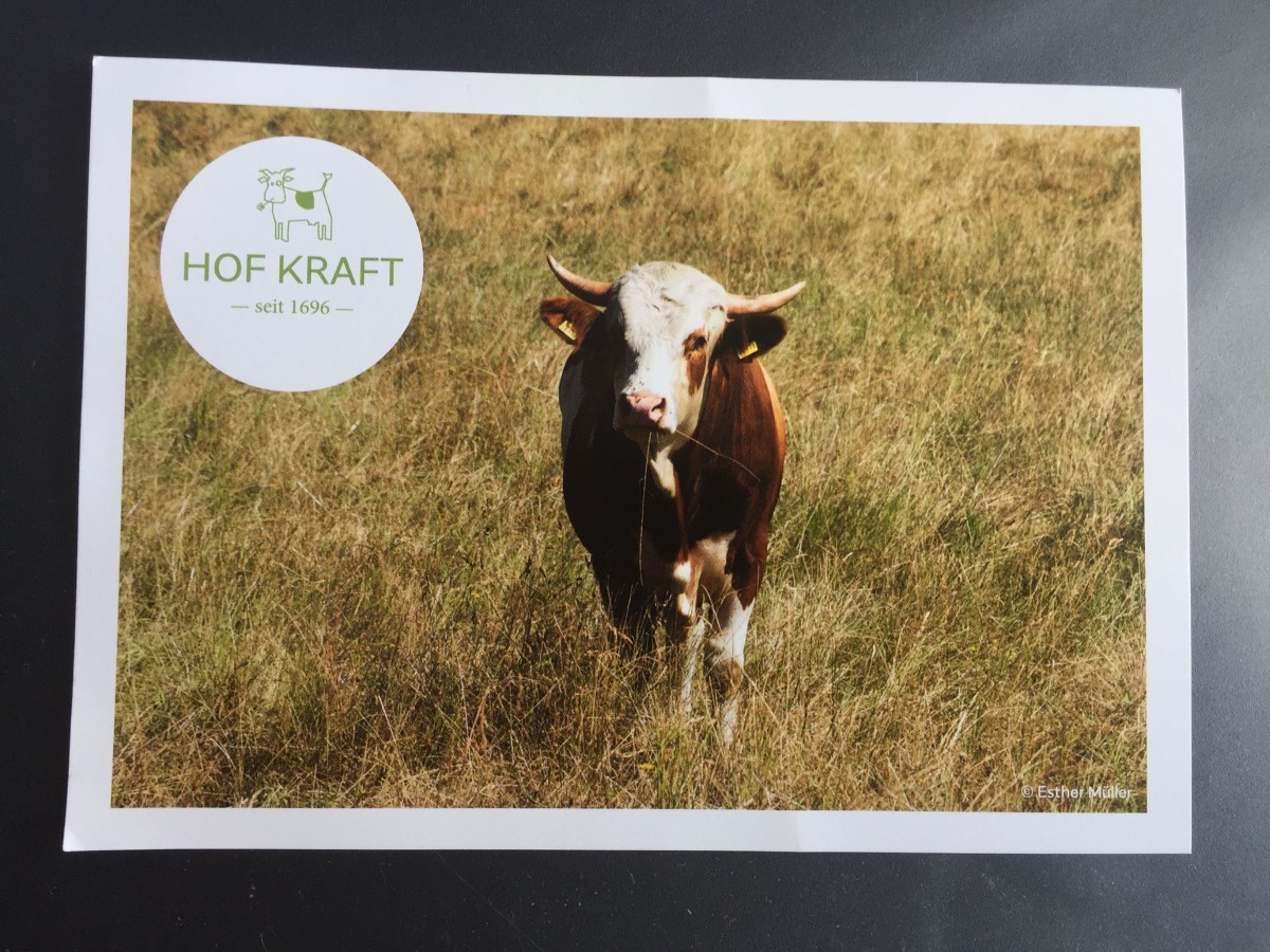 Kuh auf der Weide auf Postkarte