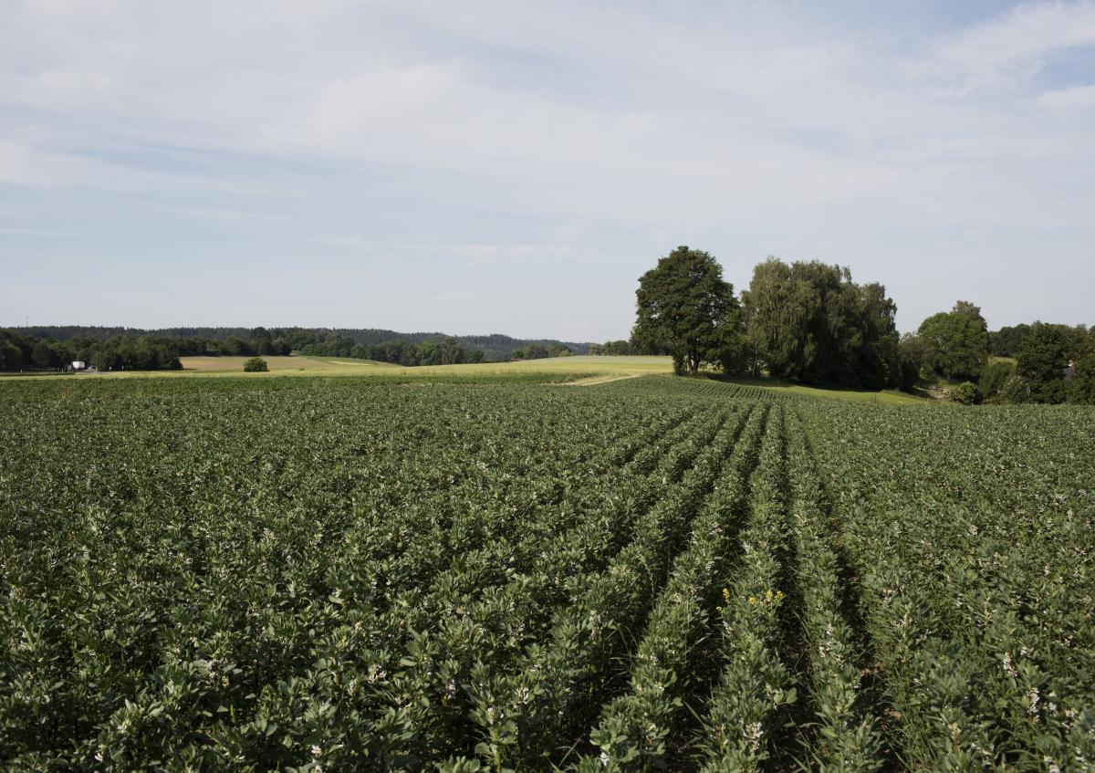 Das Foto zeigt ein Feld mit Ackerbohnen.