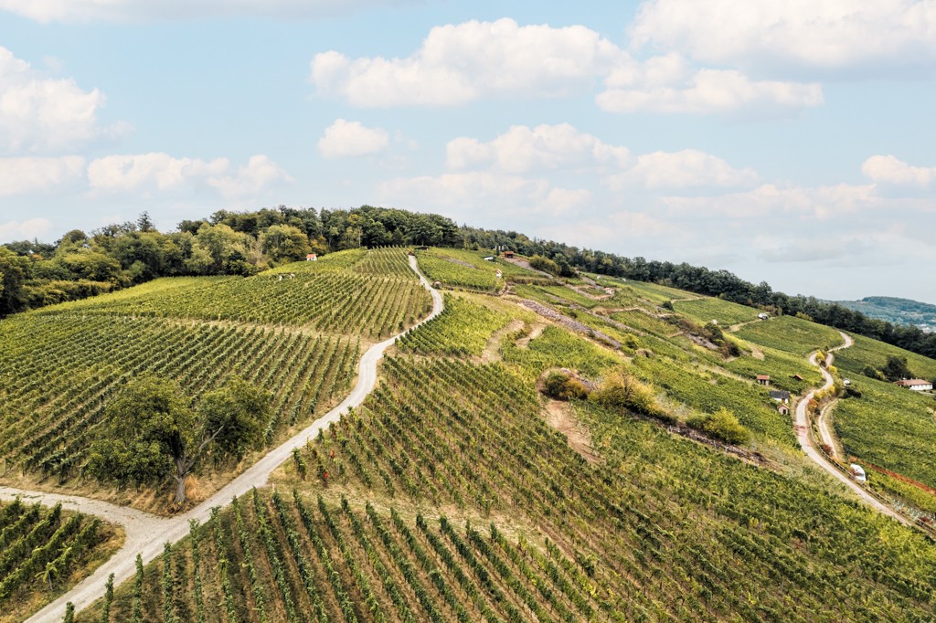 Weinberg im Kahlgrund