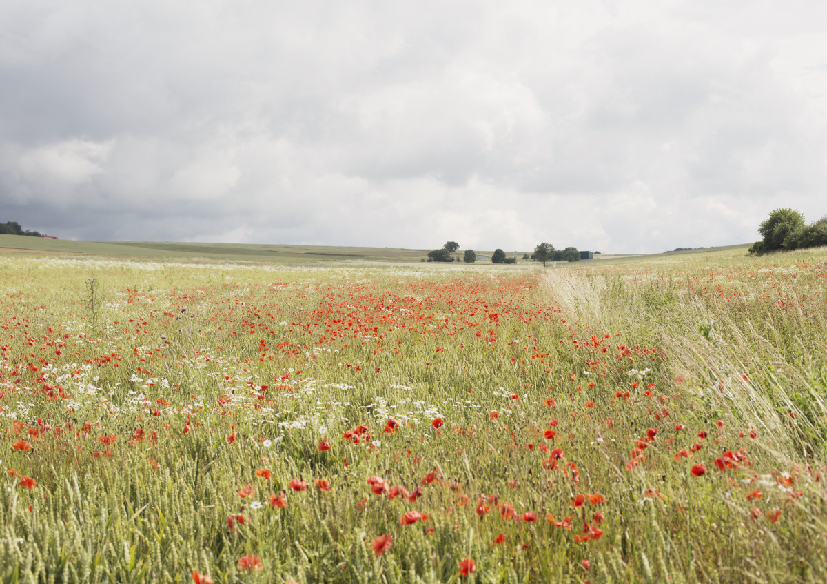 Biodiversität in der Fläche