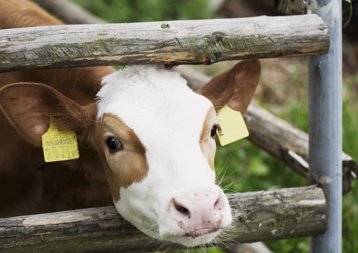 Bio-Kälber in Bio-Betrieben mästen, das ist der Wunsch vieler Biolandwirte.