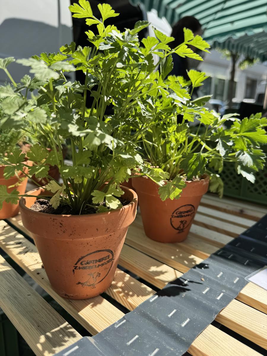 Dill in einem Tontopf