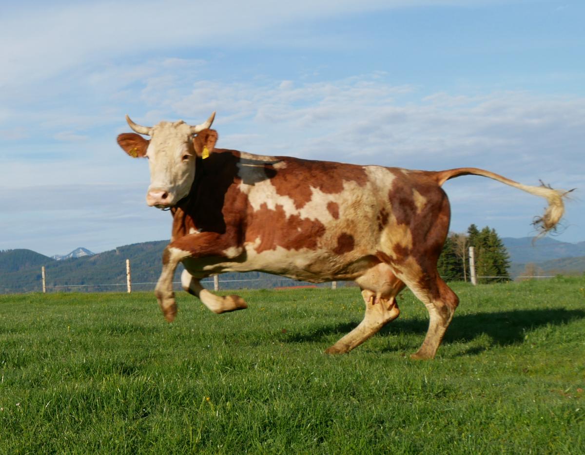 Kuh springt vor Glück
