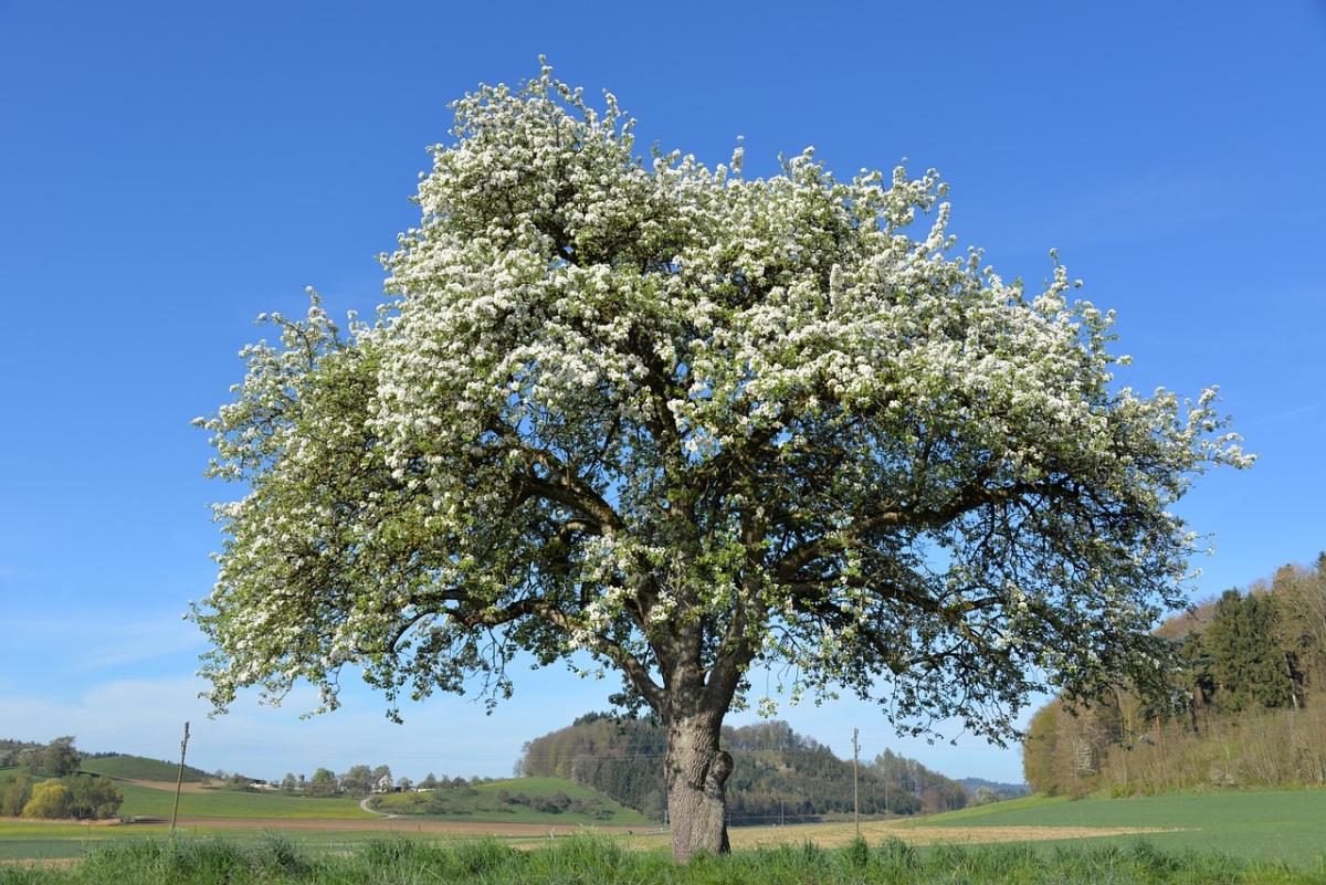 Obstbaum auf Feld