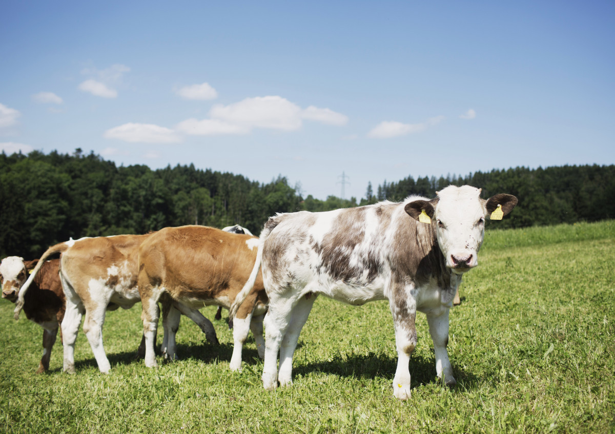 Bio-Kälber auf der Weide