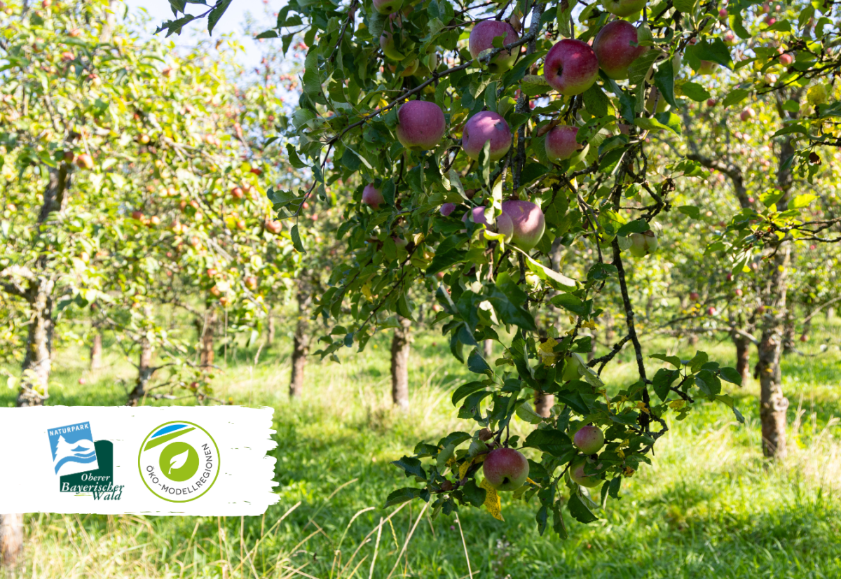 Saftpressen- Streuobst