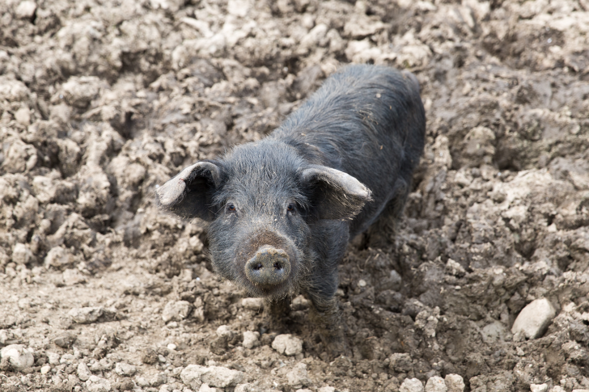 Angler Sattelschwein ijm Freilauf am Blümlhof in Burgkirchen a.d.Alz