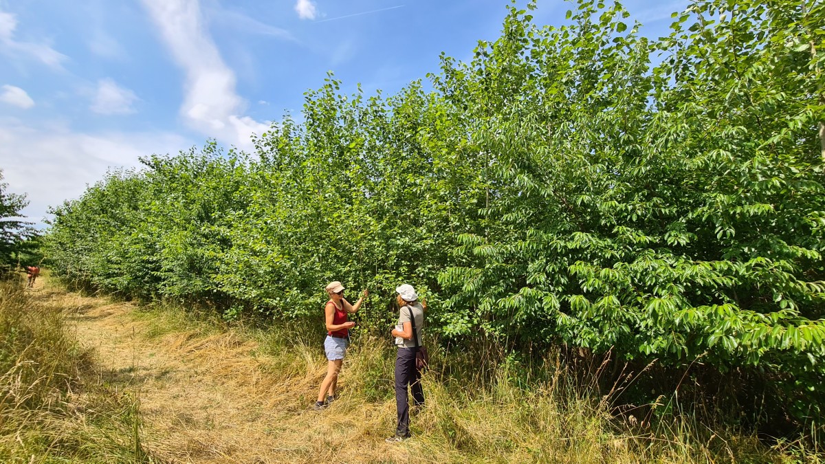 zwei Frauen in Agroforstsystem