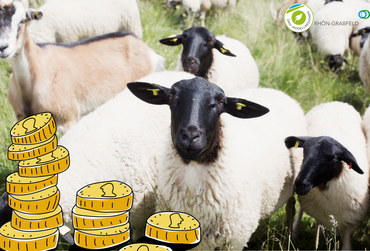 Schafe mit Geldmünzen im Vordergrund