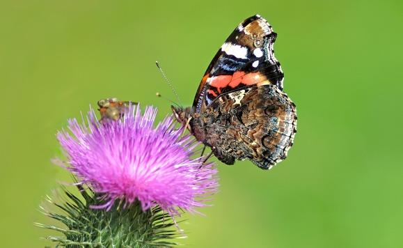 Schmetterling auf Distel