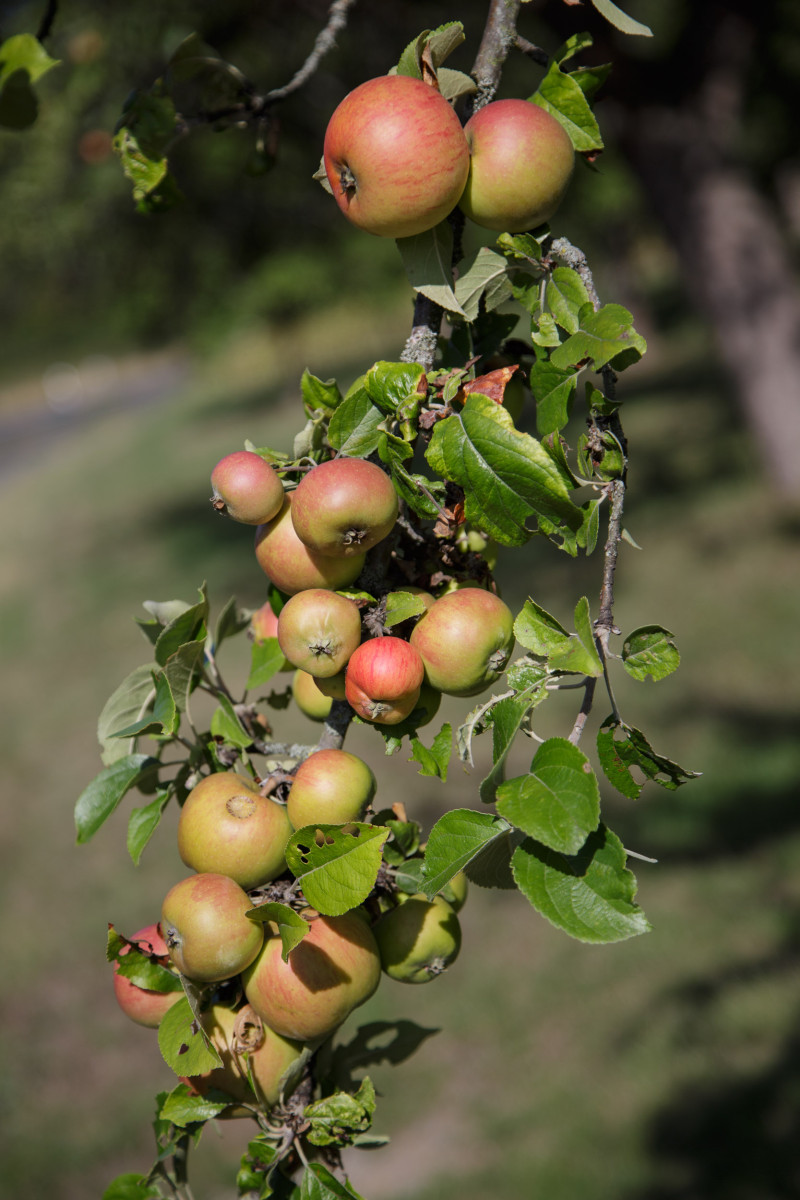 Äpfel