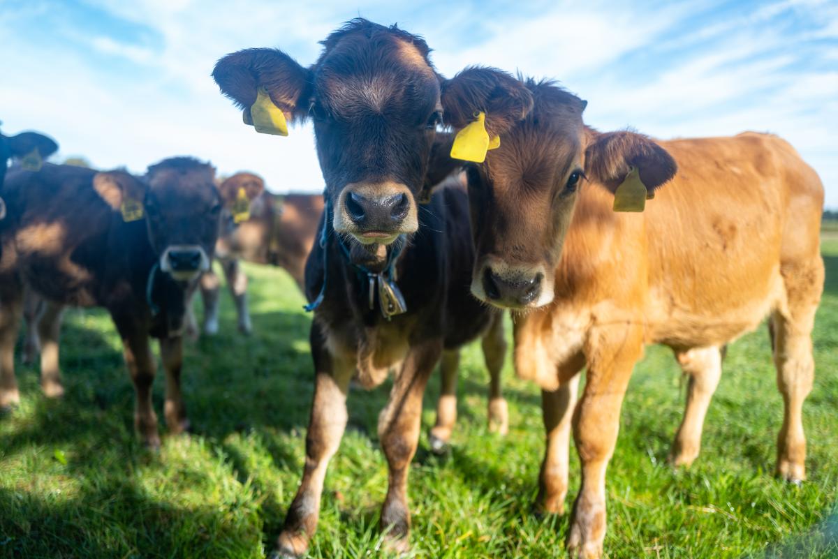 Gruppe von Jungrindern auf der Weide