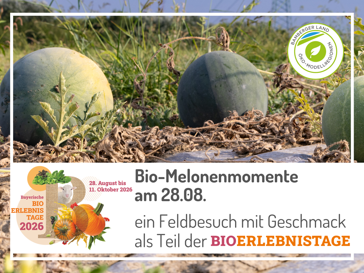 Melonenfrüchte liegen auf dem Feld