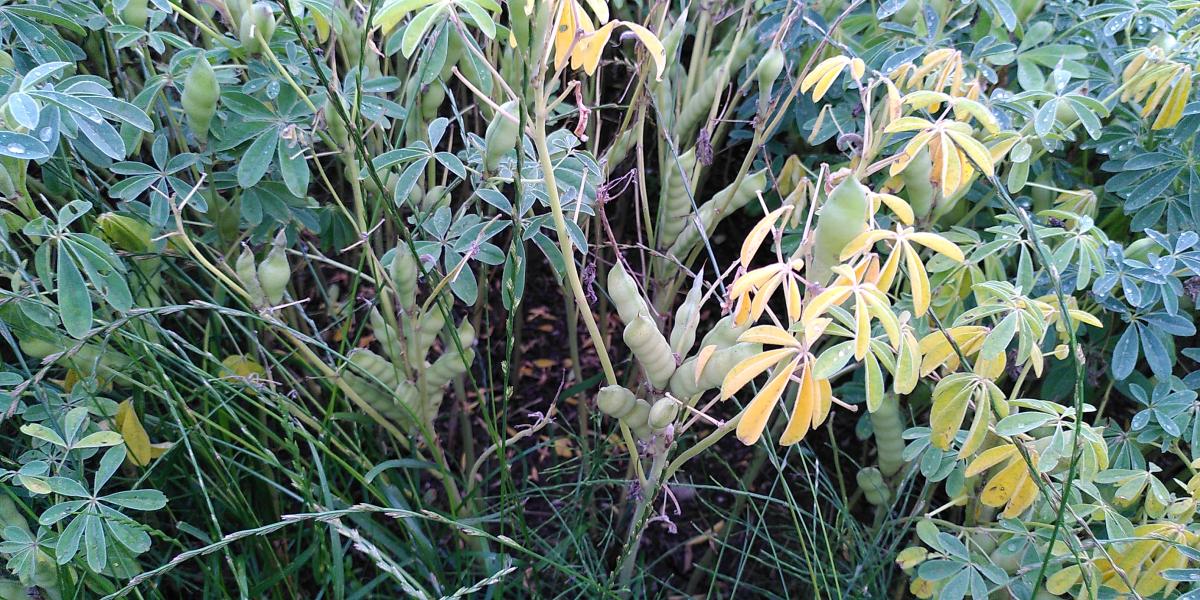 Eiweißpflanze aus dem Mittelmeerraum: Weiße Lupine