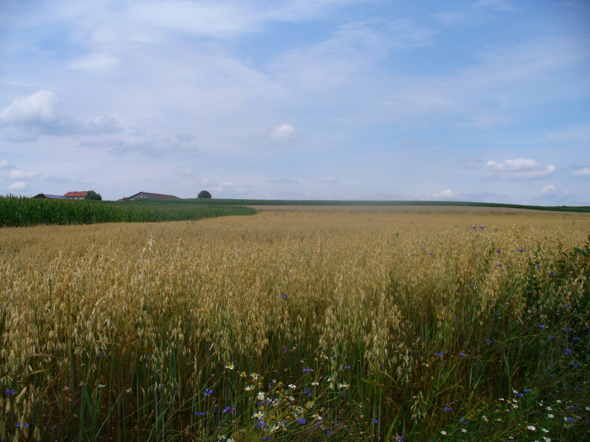 Haferacker mit Blumensaum auf dem Betrieb Obermeyer