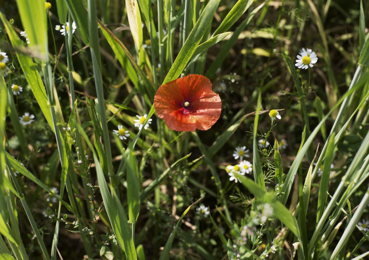 Im Mittelpunkt des Bildes befindet sich eine Mohnblume. Sie steht inmitten eines Ackers.