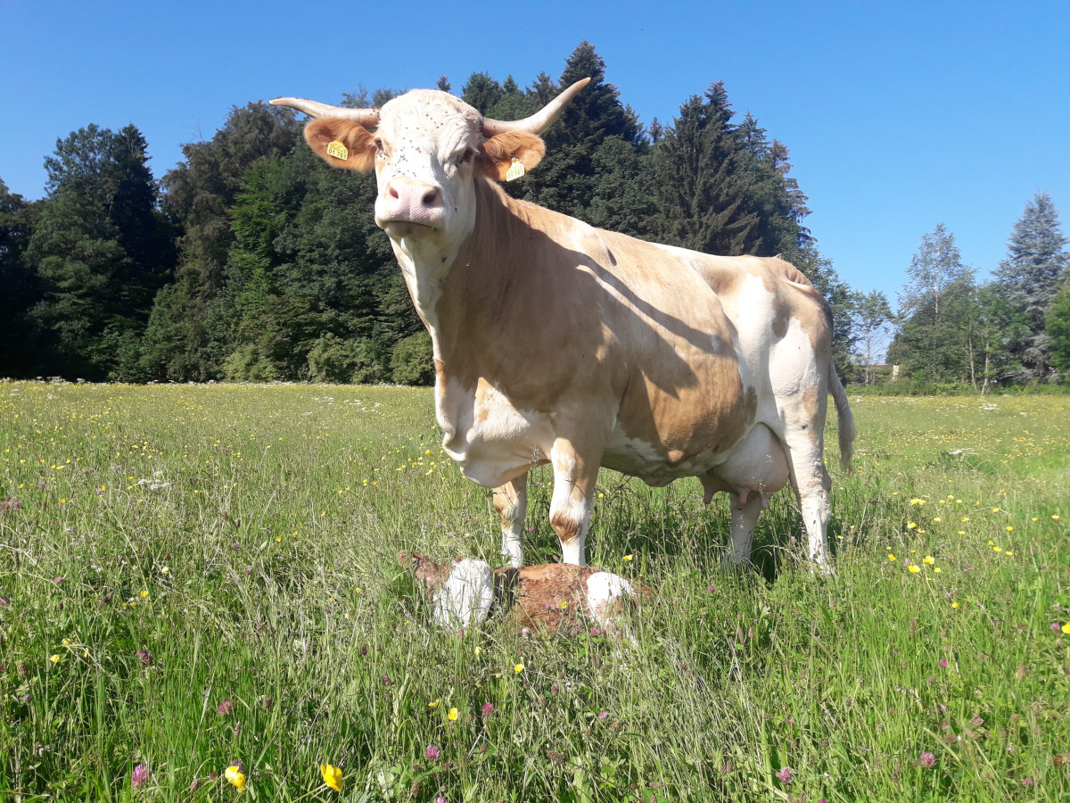 Kuh und Kalb auf der Weide