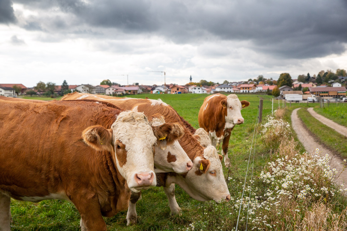 Rinder auf der Weide