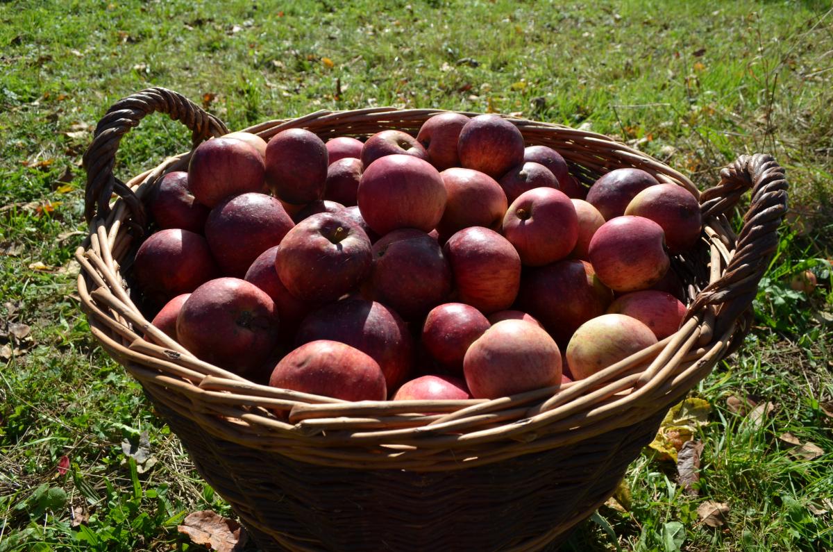Korb voller Äpfel