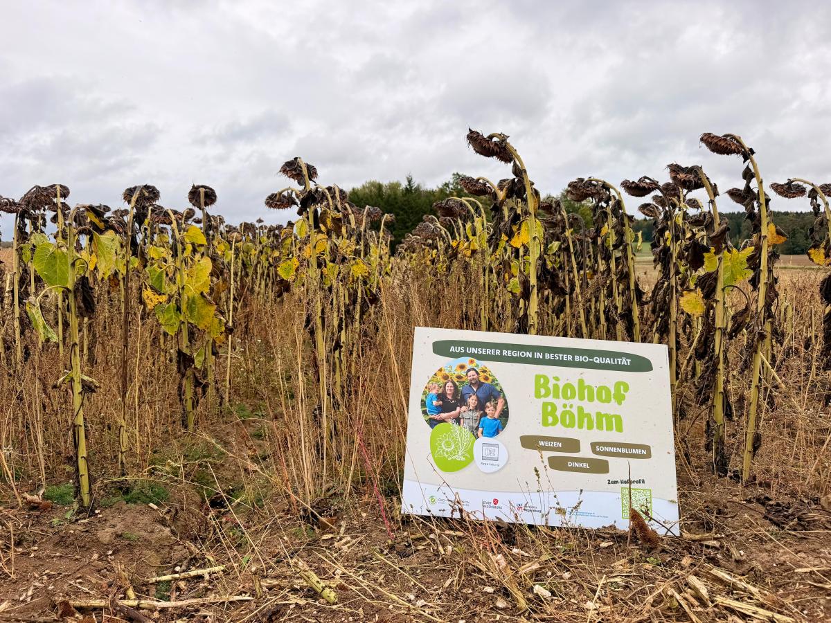 Veranstaltung "Kulturen der Zukunft" am Bio-Sonnenblumenfeld von Bio-Landwirt Günther Böhm
