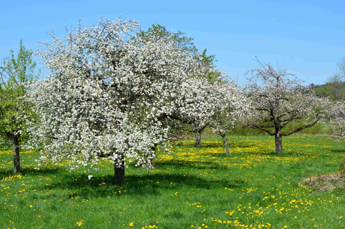 Im Frühling stehen die Obstbäume in Blüte