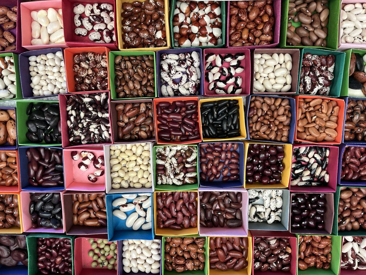 Aufnahme vom Saatgutmarkt Wasserlosen 2025