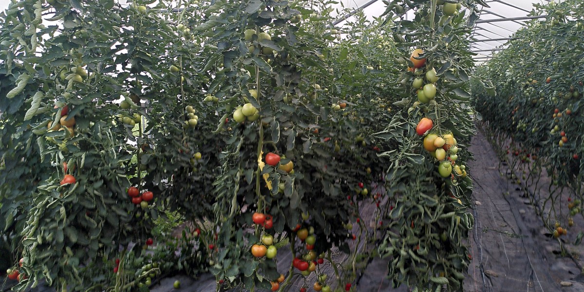 Bio-Tomaten im Gewächshaus