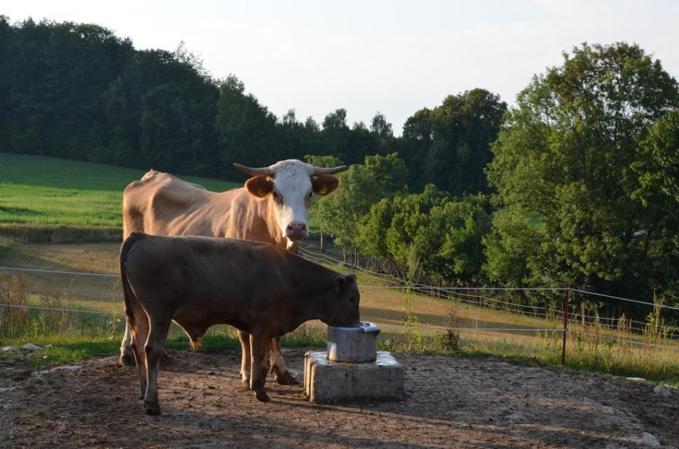 Rinder auf der Weide am Biohof Beyer